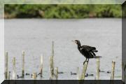 cormorans_04 copie.jpg